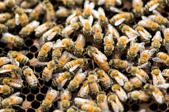 西岡養蜂園のミツバチ